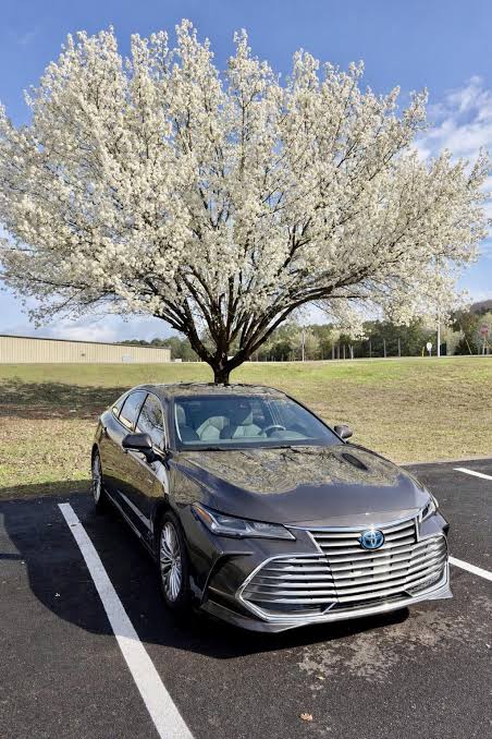 A bronze Toyota Avalon Hybrid parked under a blossoming tree